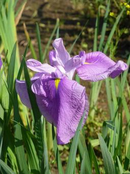 公園の植え込みに咲く紫色のハナショウブ 公園の植え込みに咲く紫色のハナショウブの写真