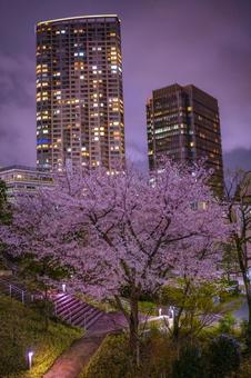 赤坂の桜と夜の高層街 赤坂の桜と夜の高層街の写真