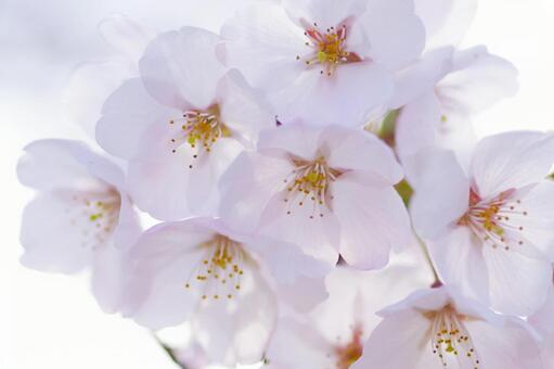 桜 桜,アップ,花の写真素材