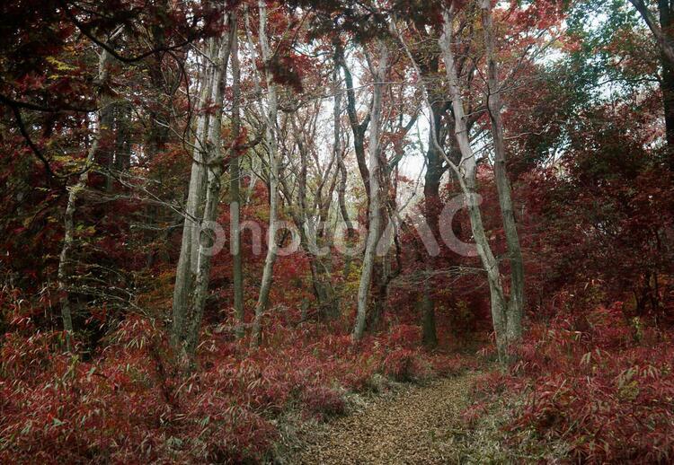 樹木_森林・紅葉_79 背景,テクスチャ,秋の写真素材