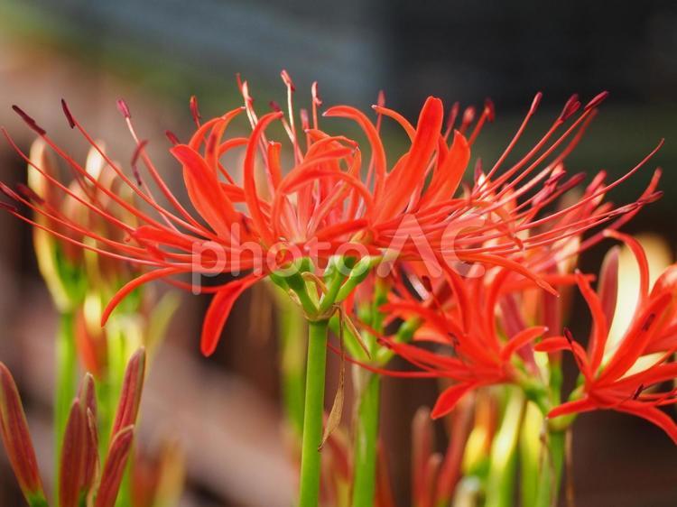 秋の花　彼岸花⑨ ヒガンバナ,彼岸花,秋の写真素材