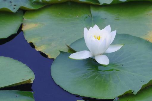 Water lily, JPG