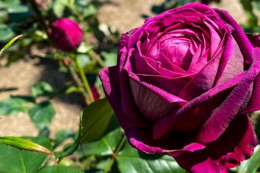 濃いマゼンタのバラと陰影のクローズアップ 薔薇,花,マゼンタの写真素材