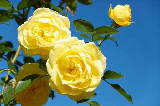 秋の青空と黄色い薔薇 秋,薔薇,花の写真素材