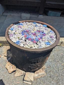 花手水 花手水 花手水,紫陽花,紫陽花まつりの写真素材