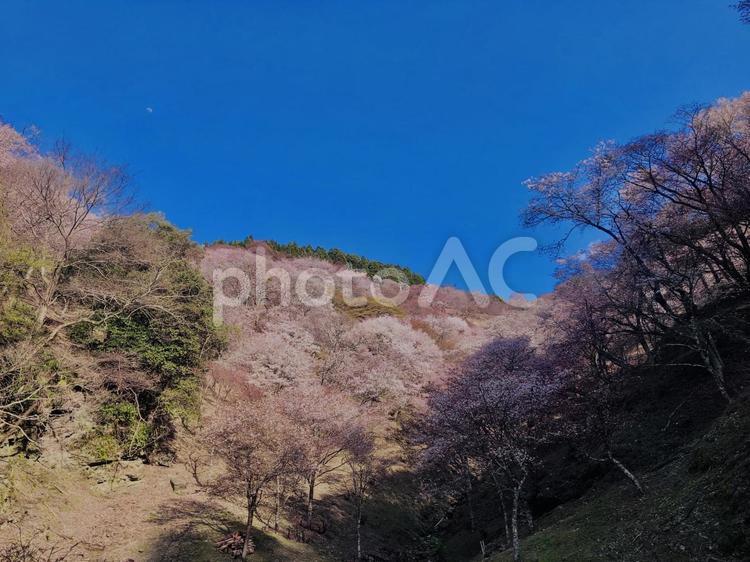 吉野山,桜名所, 吉野山,桜名所,大峰連山の写真素材