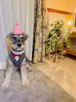 タキシードと三角帽子のワンコ ミニチュア,ミニシュナ,犬の写真素材