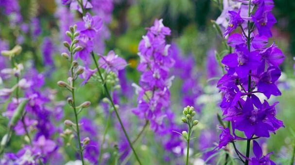 Beautiful purple delphinium flowers, JPG