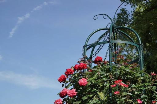 薔薇と青空 薔薇と青空の写真