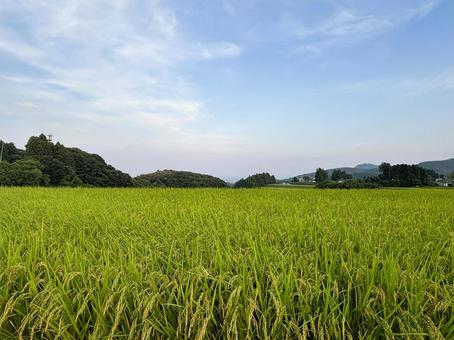 田舎の田んぼ 田んぼ,風景,景色の写真素材