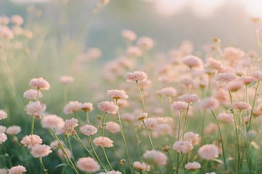 ふんわり優しいピンクの小花畑2 ふんわり優しいピンクの小花畑2の写真