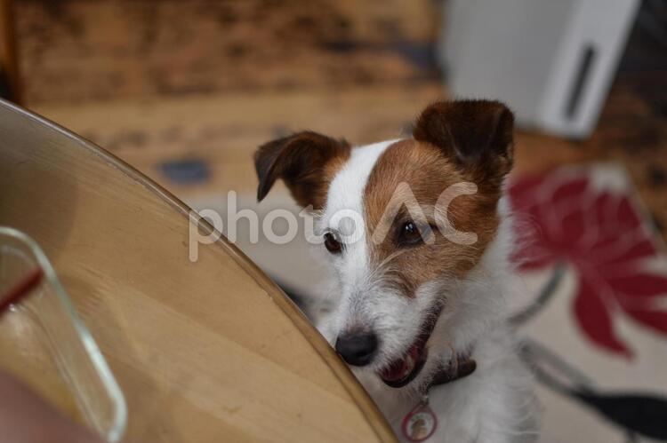 机のものをほしがる犬 犬,おすわり,動物の写真素材