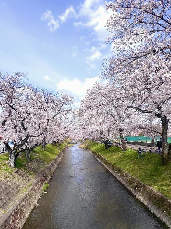 桜の風景⑤ 桜,花,桜の木と川の写真素材