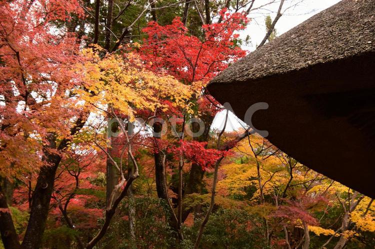 古民家ともみじ 紅葉,もみじ,色とりどりの写真素材