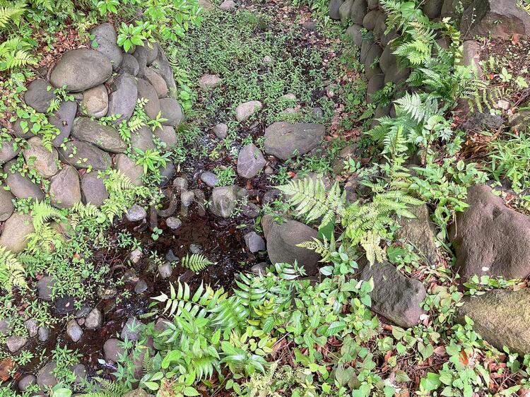 東京風景・日比谷公園 日比谷公園,枯れ沢,木の写真素材