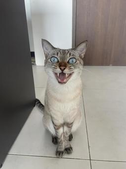 Cat sitting and answering (front), JPG Cat sitting and answering (front), JPG
