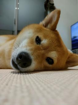 まったりする柴犬くるみです! まったりする柴犬くるみです!の写真