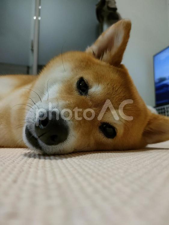 まったりする柴犬くるみです！ 犬,柴犬,shibainuの写真素材