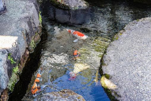鯉の泳ぐまち 島原 鯉の泳ぐまち 島原 コイ,鯉,鯉の泳ぐまちの写真素材