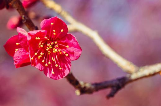 本庄運動公園 梅の花3−47 本庄運動公園 梅の花3−47の写真