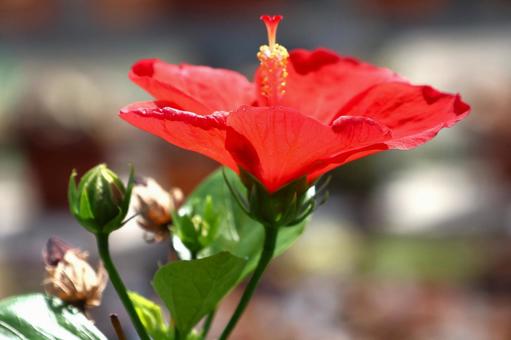 7月下旬の温室のハイビスカスの花 7月下旬の温室のハイビスカスの花 ハイビスカス,赤,花の写真素材