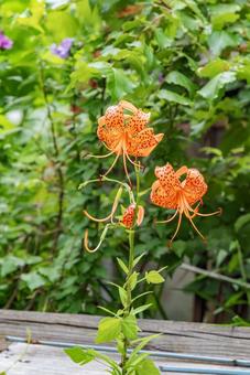 オニユリ 縦アングル オニユリ 縦アングル オニユリ,植物,花の写真素材