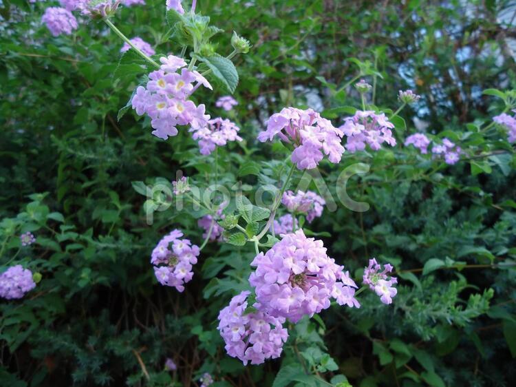 アジサイ　あじさい　紫陽花 あじさい,アジサイ,紫陽花の写真素材