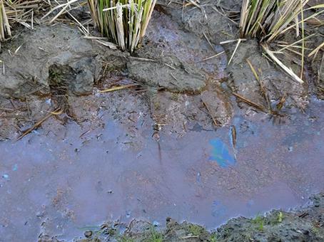 鉄バクテリアの油膜 鉄バクテリア,酸化被膜,鉄細菌の写真素材