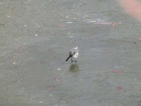 凍った池の上にたたずむハクセキレイ 凍った池の上にたたずむハクセキレイの写真