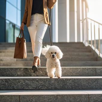 白いプードルと階段を降りる女性の写真