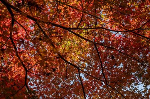紅葉 紅葉 紅葉,植物,綺麗の写真素材