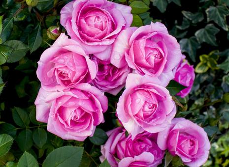 雨上がりのバラ バラ,花,植物の写真素材