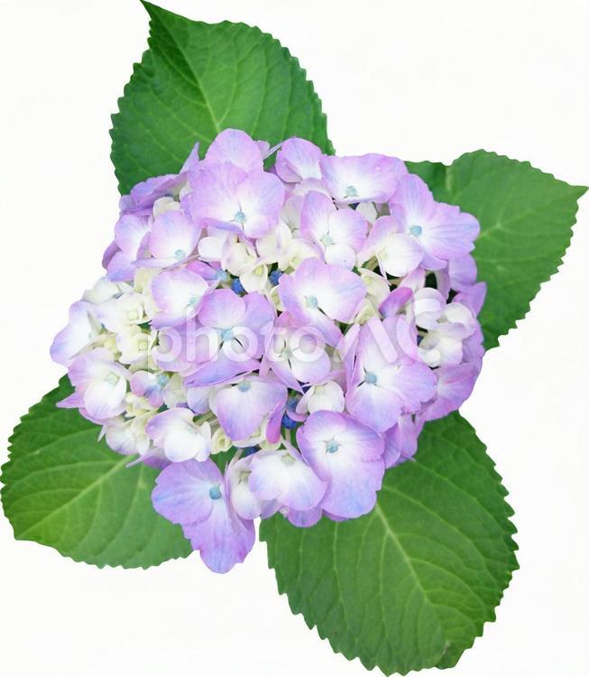 紫陽花（切り抜きパス付き） 植物,花,紫陽花の写真素材
