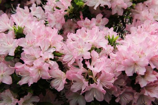 Azalea, JPG