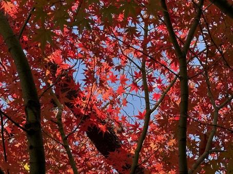 庭の紅葉 庭の紅葉 もみじ,モミジ,秋の写真素材