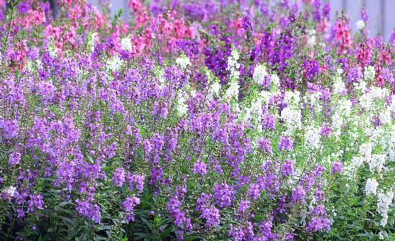 鮮やかなアンゲロニアの花壇 鮮やかなアンゲロニアの花壇 アンゲロニア,花,花壇の写真素材