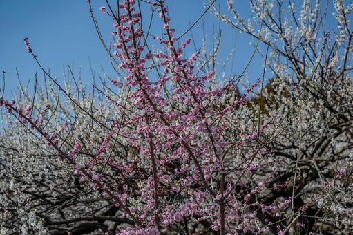 みさと梅林周辺の景色 みさと梅林,梅,花の写真素材