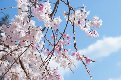 青空に高らかに咲く枝垂桜 春,4月,青空の写真素材