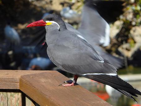 Photo, animal, creatures, bird, 