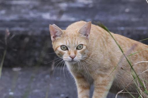 公園ネコ　沖縄県　那覇市 ネコ,茶トラ,公園の写真素材