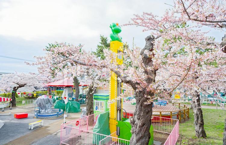 函館公園の桜 函館公園の桜,桜,函館公園の写真素材