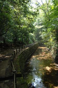 等々力渓谷の谷沢川 等々力渓谷の谷沢川 等々力渓谷,谷沢川,木々の写真素材