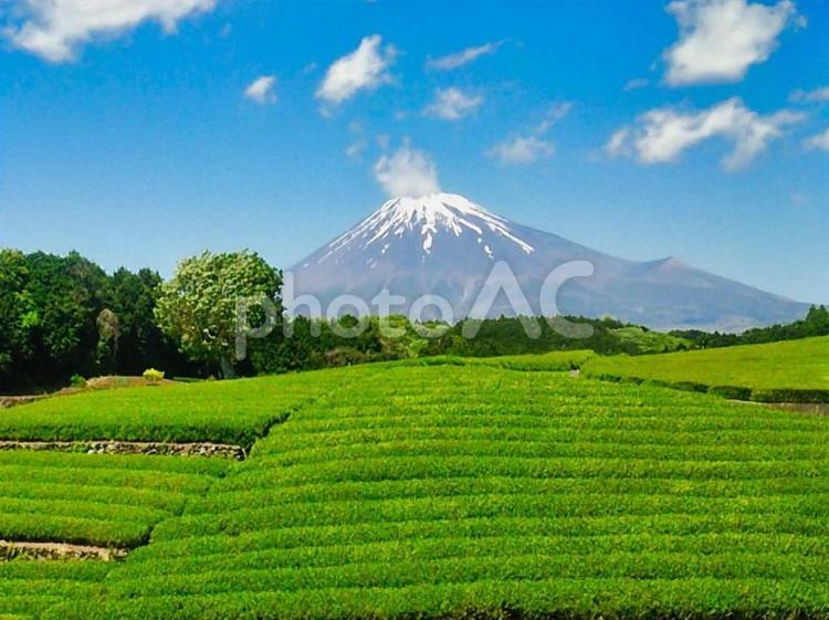 段々茶畑と富士山 お茶,茶畑,静岡の写真素材