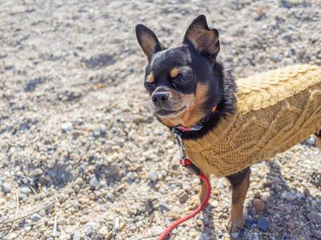 散歩する小型犬・チワワ・ミニピン 散歩する小型犬・チワワ・ミニピンの写真