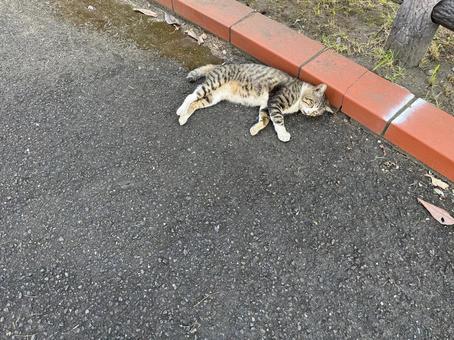 暑さで伸びる野良猫3 暑さで伸びる野良猫3の写真