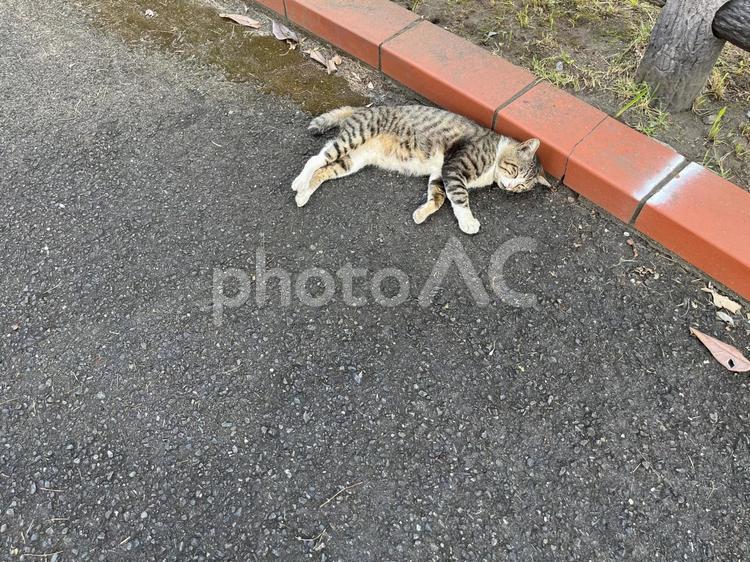 暑さで伸びる野良猫３ 猫,野良猫,動物の写真素材