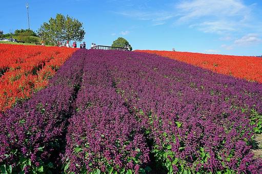 淡路島　あわじ花さじき52　サルビア 兵庫県,あわじ花さじき,サルビアの写真素材