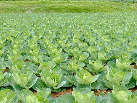 キャベツの育つ爽やかな畑 キャベツ,自然,畑の写真素材