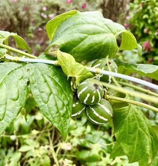 オキナワスズメウリの実 オキナワスズメウリ,植物,葉っぱの写真素材