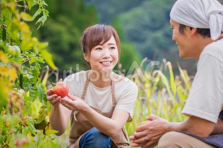 トマトを栽培する男女 家庭菜園,野菜,農業体験の写真素材